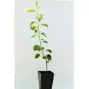 Груша «Краснобокая» 1 год 12.5x30-50 см