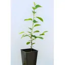 Вишня «Уральская рубиновая» 1 год 12.5x30-50 см