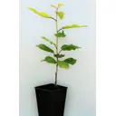 Черешня «Ленинградская чёрная» 1 год 12.5x30-50 см