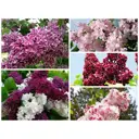 Сирень обыкновенная 21x20-40 см