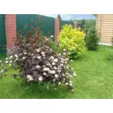 Пузыреплодник калинолистный 21x30-50 см