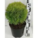 Туя западная Мириам 17x30 см
