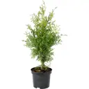 Туя западная «Брабант» 10.5x20-30 см