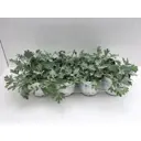 Артемизия 13x35 см