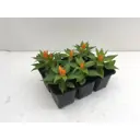 Целозия кассета 6 шт.