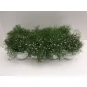 Гипсофила 12x35 см