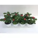 Клубника кашпо 13x15 см