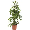 Фикус Бенджамина Даниэлле 21x100-110 см