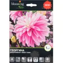 Георгина «Свит Тиамо»