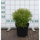 Туя западная «Боулинг Болл» 15x35-40 см