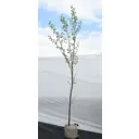 Тополь белый «Нивея» 45x200-250 см