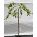 Сакура штамбовая «Кику Шидаэ» 45x220 см