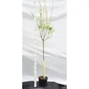 Ива цельнолистная «Хакуро-Нишики» 10x100 см