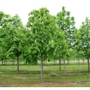 Каштан конский обыкновенный» 45x250 см