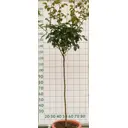 Роза штамбовая «Мадемуазель Мейян» 45x90 см