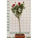 Роза штамбовая «Руби Руби» 45x45 см
