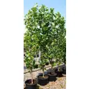 Тюльпанное дерево 40x200 см