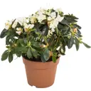 Азалия птица микс 12x22-25 см