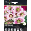 Морозник Споттед Хайбридс I, 1 шт