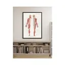 Постер в раме ПростоПостер Анатомия человека 972391752084, 50x70 см