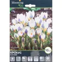 Крокус Блю Бёд 5/plus, 10 шт.