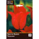 Тюльпан «Притти Вумен», 10х11 см