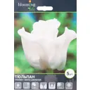Тюльпан Уайт Либерстар 12/+, 5 шт