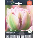 Тюльпан «Катинка» размер луковицы 12, 7 шт.