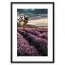 Постер Дом Корлеоне Лавандовое поле 07-0383-40x60, 40x60 см
