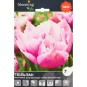 Тюльпан «Грейт Барьер Риф» размер луковицы 12, 7 шт.