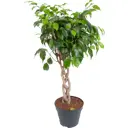 Фикус "Даниэль переплет" 17x65 см