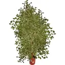 Фикус "Де Гантель" 30x180 см