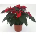 Пуансетия 14x30 см