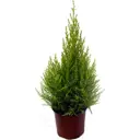 Купресус Пирамида 21x90 см