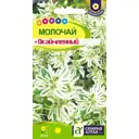Семена Молочай окаймленный