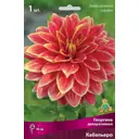Георгина декоративная Кабальеро луковица I