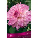 Георгина декоративная Колорадо луковица I