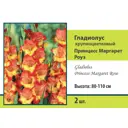 Гладиолус крупноцветковый Принцесс Маргарет луковица 10/12