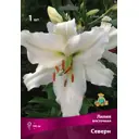 Лилии восточные Северн луковица 16/18