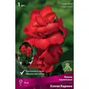 Канна Хэппи Кармен луковица I