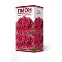 Пион травянистый Карл Розенфельд луковица 2-3
