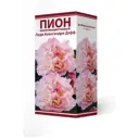 Пион травянистый Леди Александра Дафф луковица 2-3