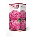 Пион травянистый Эмпайр Стейт луковица 2-3