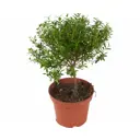 Мирт ø12 h25 см