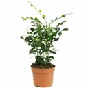 Муррайя ø12 h25 см