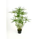 Циперус ø12 h25 см