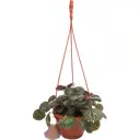 Камнеломка Микс 16x25 см