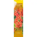 Смородина Голландская красная 9x35 см