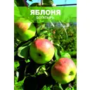 Яблоня Богатырь 1-2 года