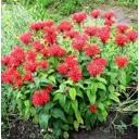 Монарда ø12 h40 см